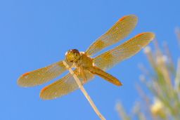 Mexican Amberwing