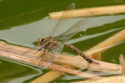 Variable Darner