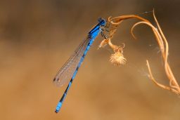 Apache Dancer