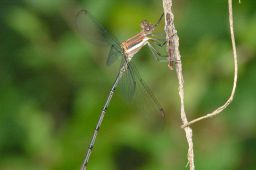 Unknown Damselfly