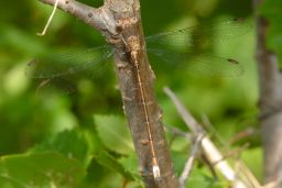 Unknown Damselfly