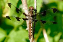 Twelve Spotted Skimmer