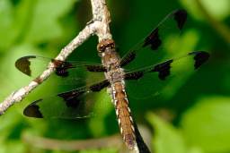 Twelve Spotted Skimmer