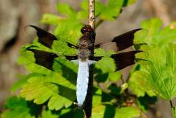 Common Whitetail Skimmer