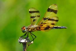 Halloween Pennant