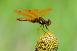 Eastern Amberwing