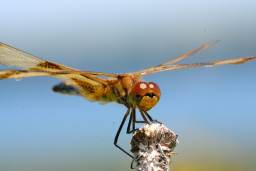 Halloween Pennant