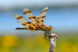 Halloween Pennant