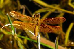 Mexican Amberwing