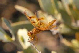 Mexican Amberwing