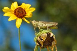 Grasshopper - Cricket - Katydid