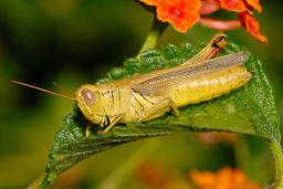 Grasshopper - Cricket - Katydid