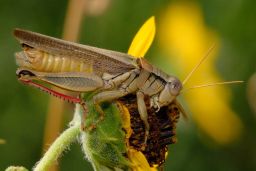 Grasshopper - Cricket - Katydid