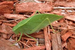 Grasshopper - Cricket - Katydid