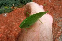 Grasshopper - Cricket - Katydid