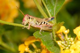 Grasshopper - Cricket - Katydid