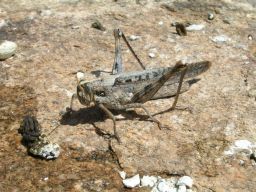 Grasshopper - Cricket - Katydid