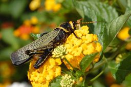 Grasshopper - Cricket - Katydid