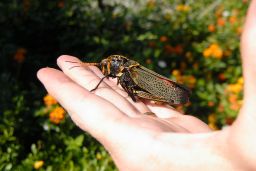 Grasshopper - Cricket - Katydid