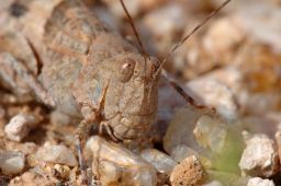 Grasshopper - Cricket - Katydid