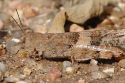 Grasshopper - Cricket - Katydid