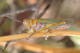 Grasshopper - Cricket - Katydid