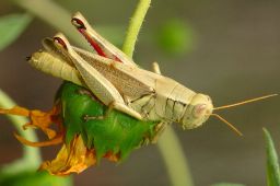 Grasshopper - Cricket - Katydid