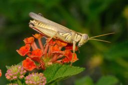 Grasshopper - Cricket - Katydid