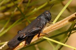 Grasshopper - Cricket - Katydid