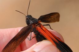 Grasshopper - Cricket - Katydid