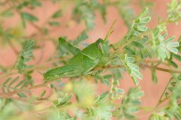 Grasshopper - Cricket - Katydid