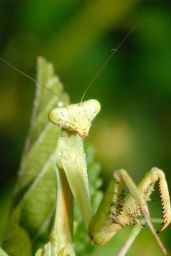 Praying Mantis