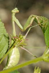 Praying Mantis