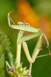 Praying Mantis