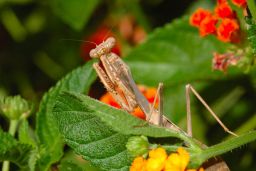 Praying Mantis