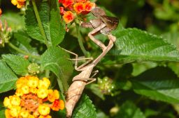 Praying Mantis