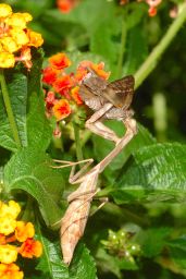 Praying Mantis