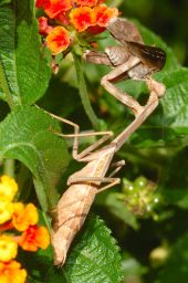 Praying Mantis