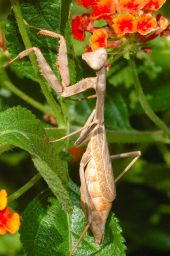 Praying Mantis