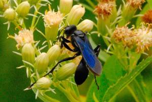 Great Black Wasp