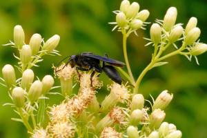 Great Black Wasp