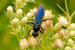 Great Black Wasp