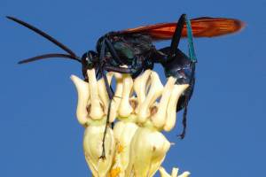 Tarantula Hawk Wasp