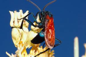 Tarantula Hawk Wasp