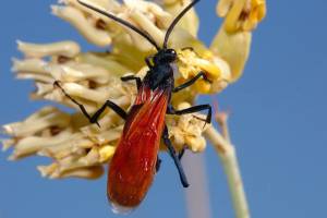 Tarantula Hawk Wasp