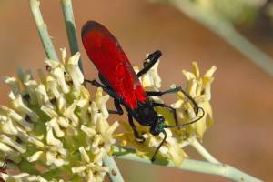 Tarantula Hawk Wasp