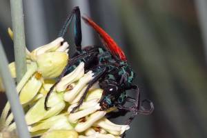 Tarantula Hawk Wasp