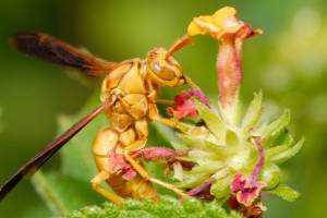 Tarantula Hawk Wasp