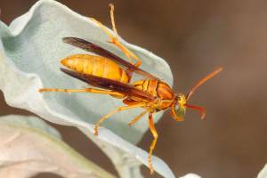 Tarantula Hawk Wasp