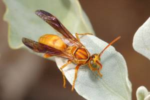 Tarantula Hawk Wasp